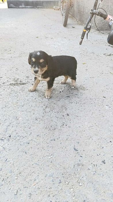 Отдам щенков даром