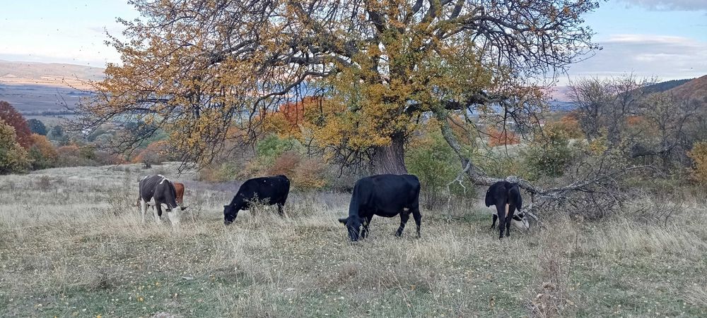 Свободни 15 бр. месодайни крави и юници