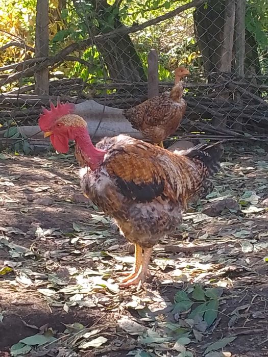 Vând cocos de anul trecut