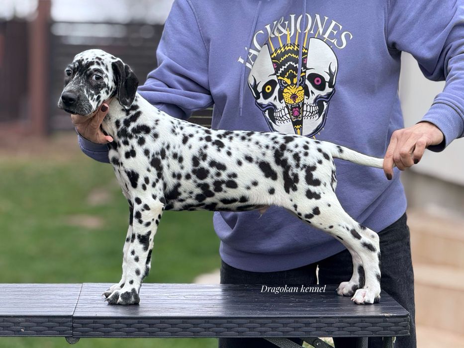 Dalmatian rasă pură cu pedigree