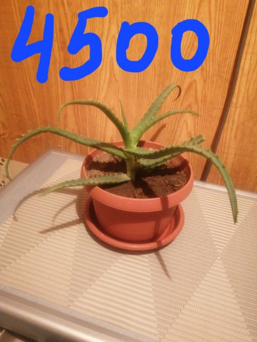 Продам алоэ средней