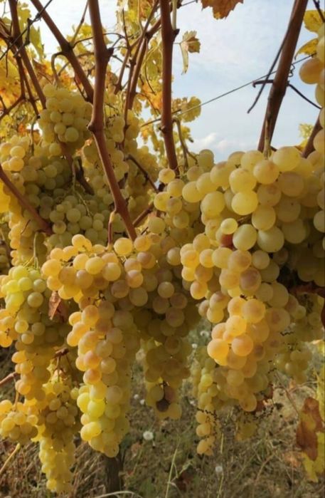 Vand strugurii de vin
