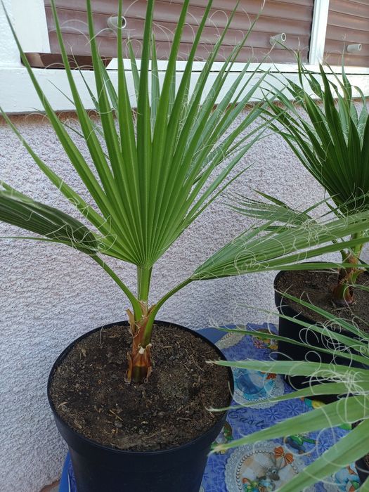 Palmieri washingtonia.-80 cm.