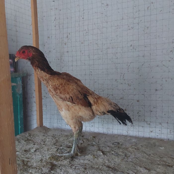 Ветнам курочка 1.5год крупный