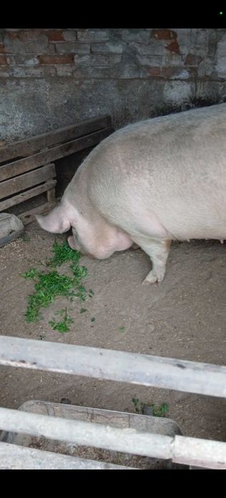 Прасета различни килограми