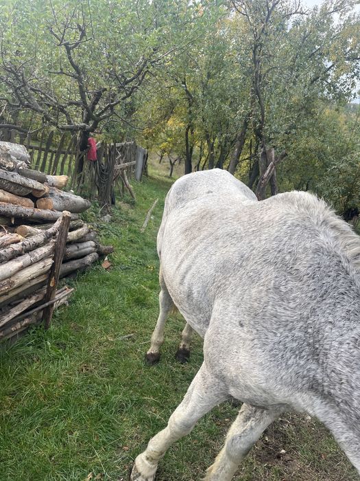 Cal de vanzare de padure sau pentru un om batran