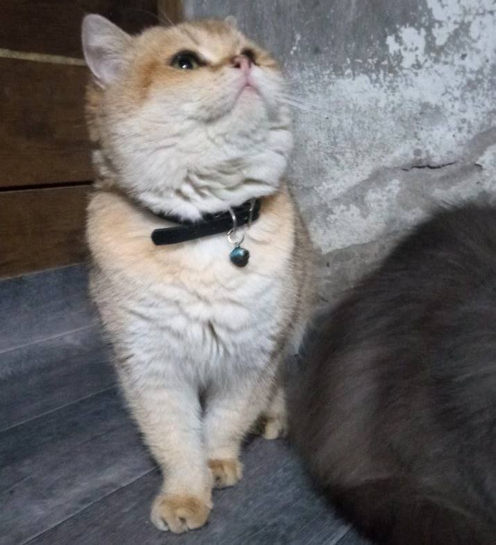 Mushu sotiladi brtan zolotaya shinshilla ny11