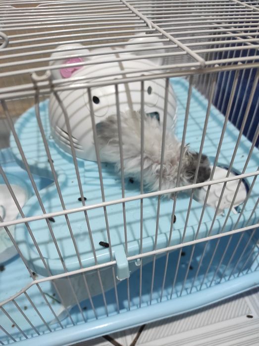 Продам двух хомячка