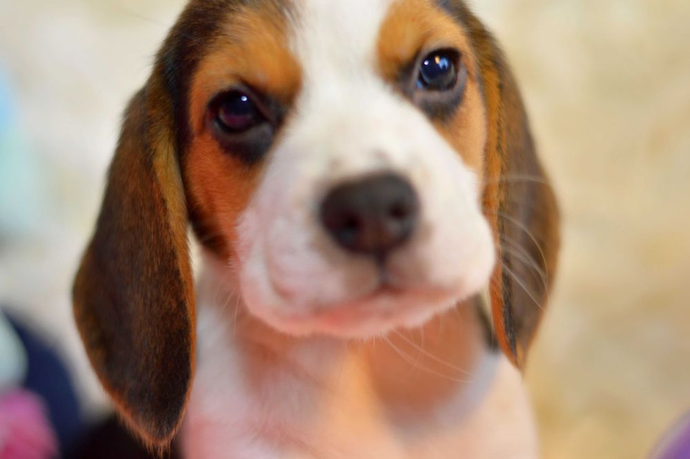 Femela Pui Beagle tricolor din parinti cu pedigree
