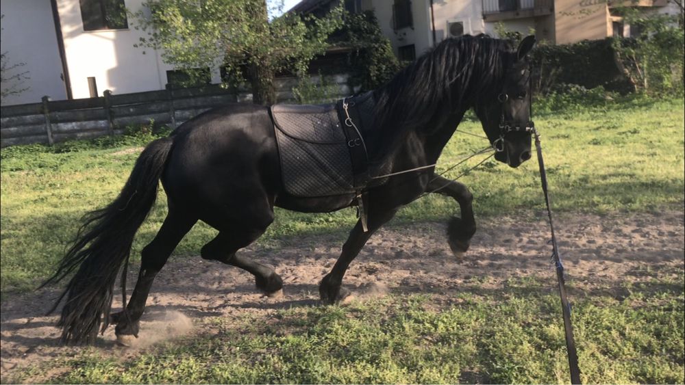 Armăsar Friesian