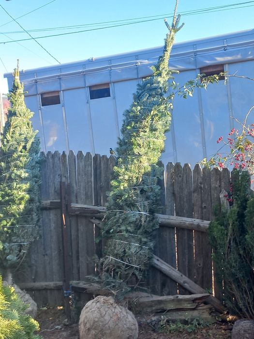 Vând mesteacăn tei brazi tuia pon pon spirale și multe altele plante