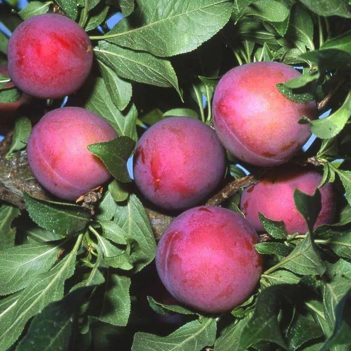 Prun (Soiul Fortune )