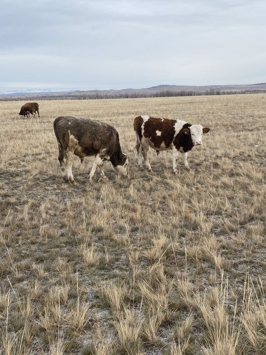 Продаются телята бычки