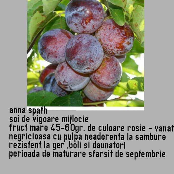 Oferta de toamna 2025  Pomi fructiferi de vanzare
