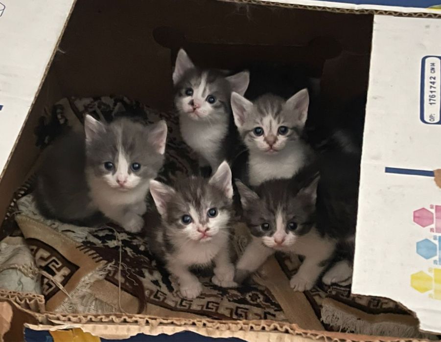 Отдам котят в добрые руки
