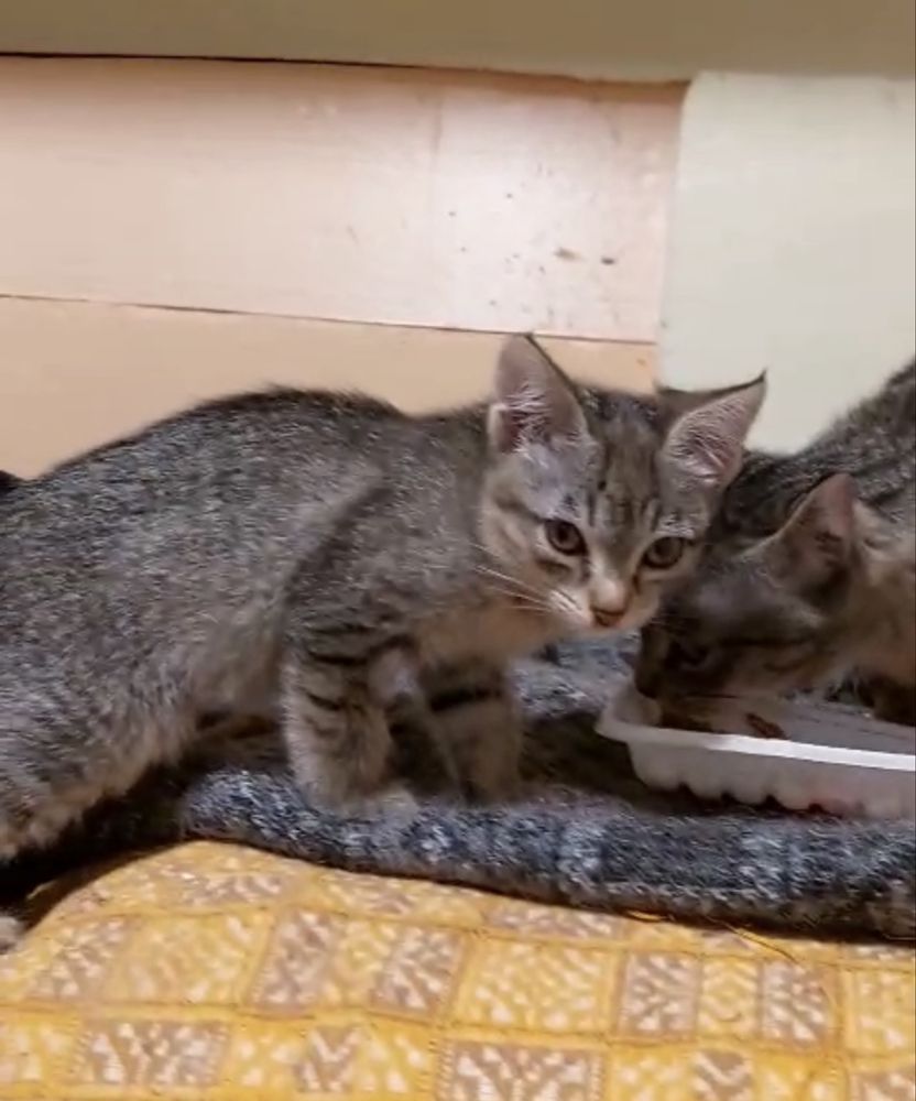 Котэ ищет жилплощадь