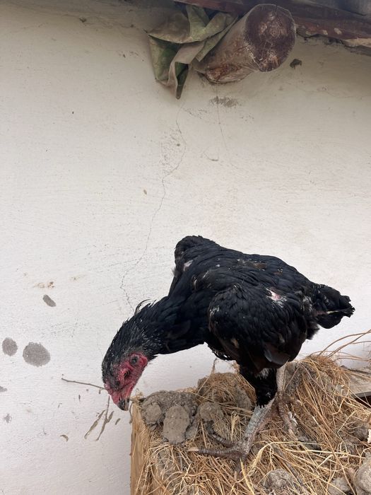 Дакан тулячка срочна