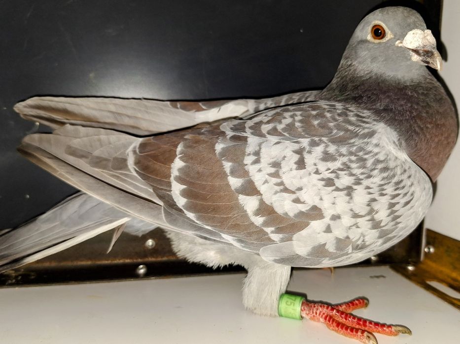 Porumbei de vânzare