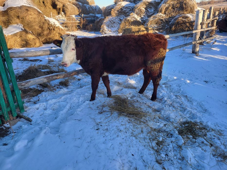 Продам бычков  четыре гол