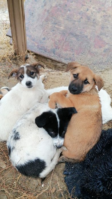 Кутята в добрые руки