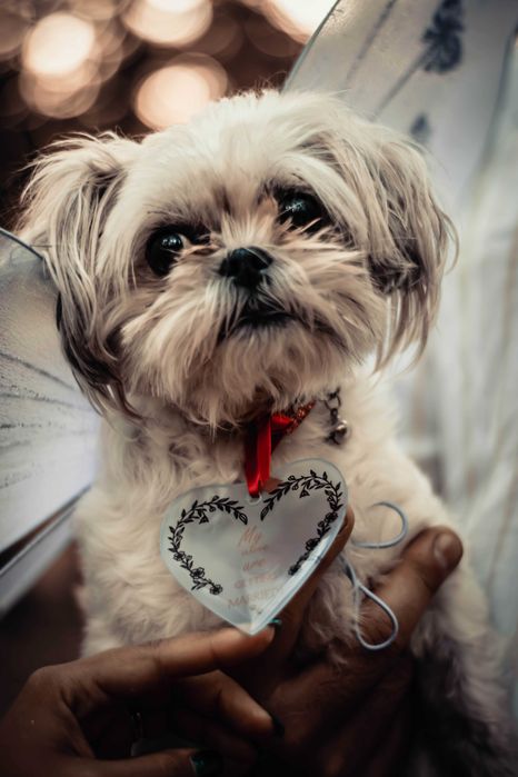 ~Mard Regal Studio~  Foto-video pentru evenimente Ploiesti