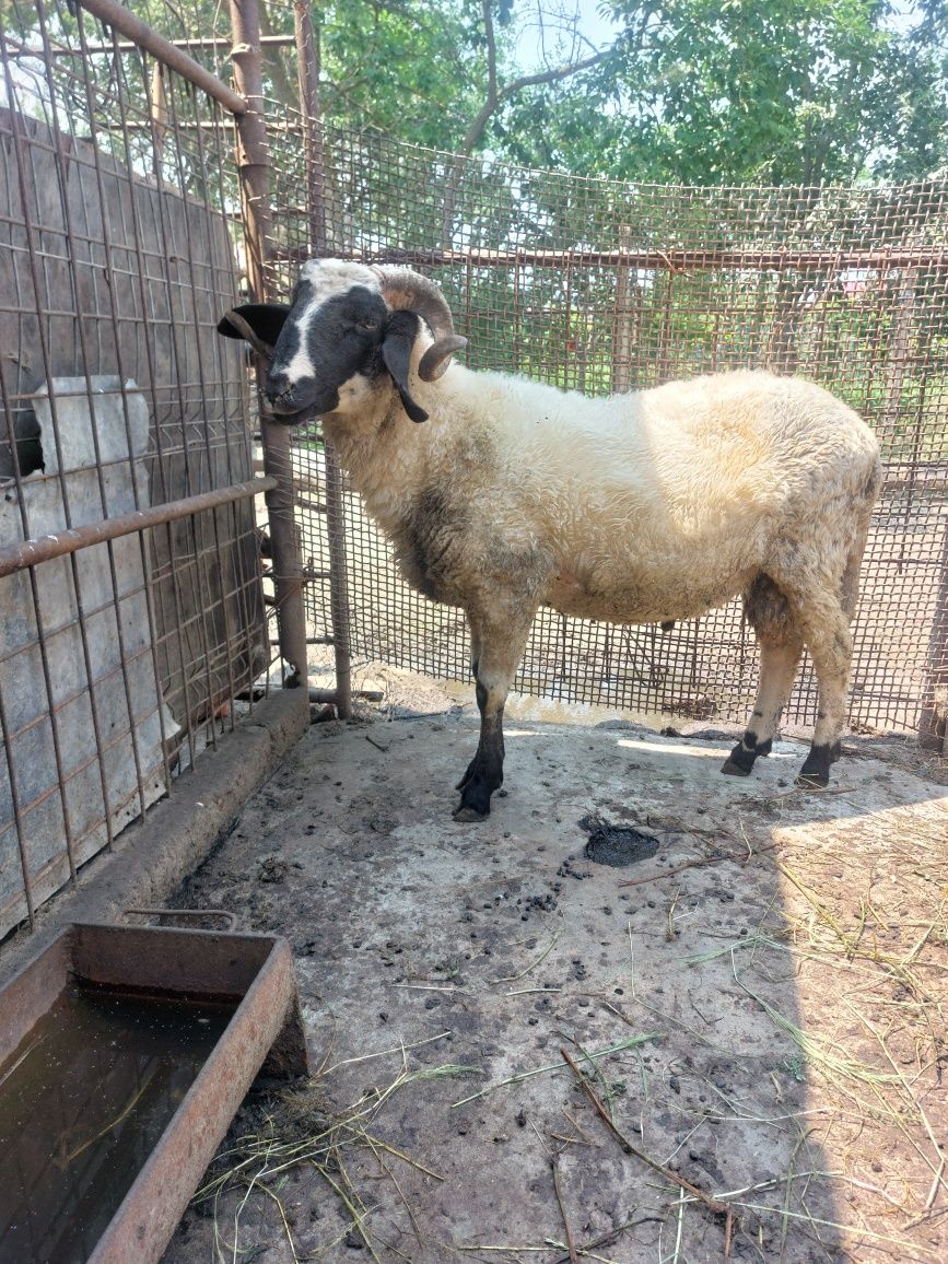 Vând berbecuț,noatin!