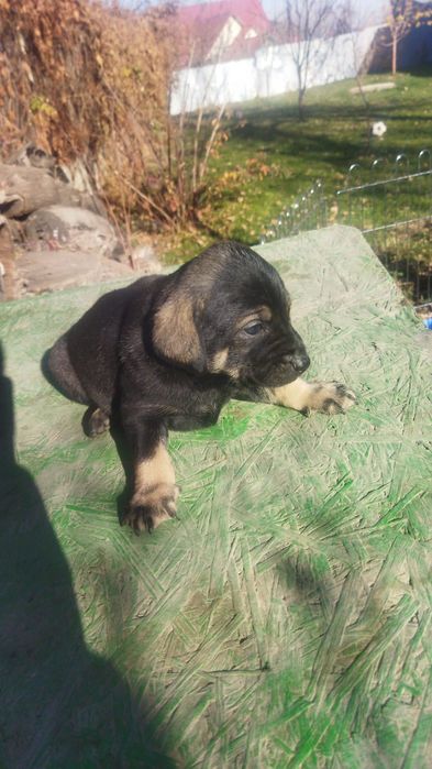 Отдам щенят в хорошие руки