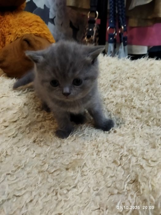 Готовяться к продаже котята