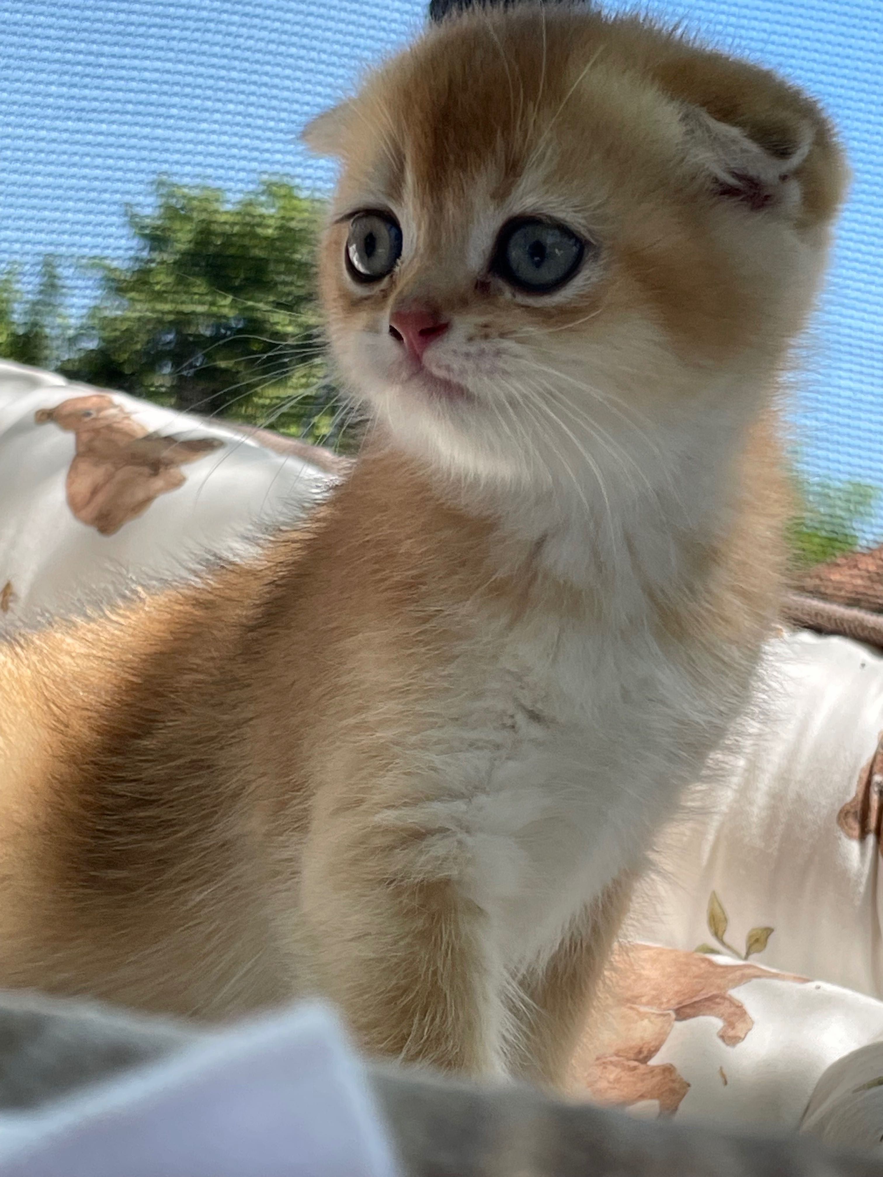 Шотландски котета златна чинчила