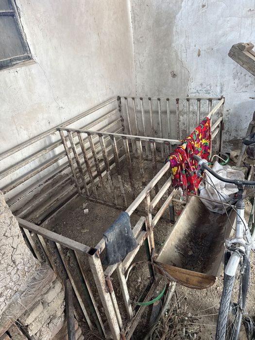 Qo’y katak, kletka