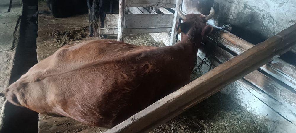 Сиыр сатамын семіз откормда тұр