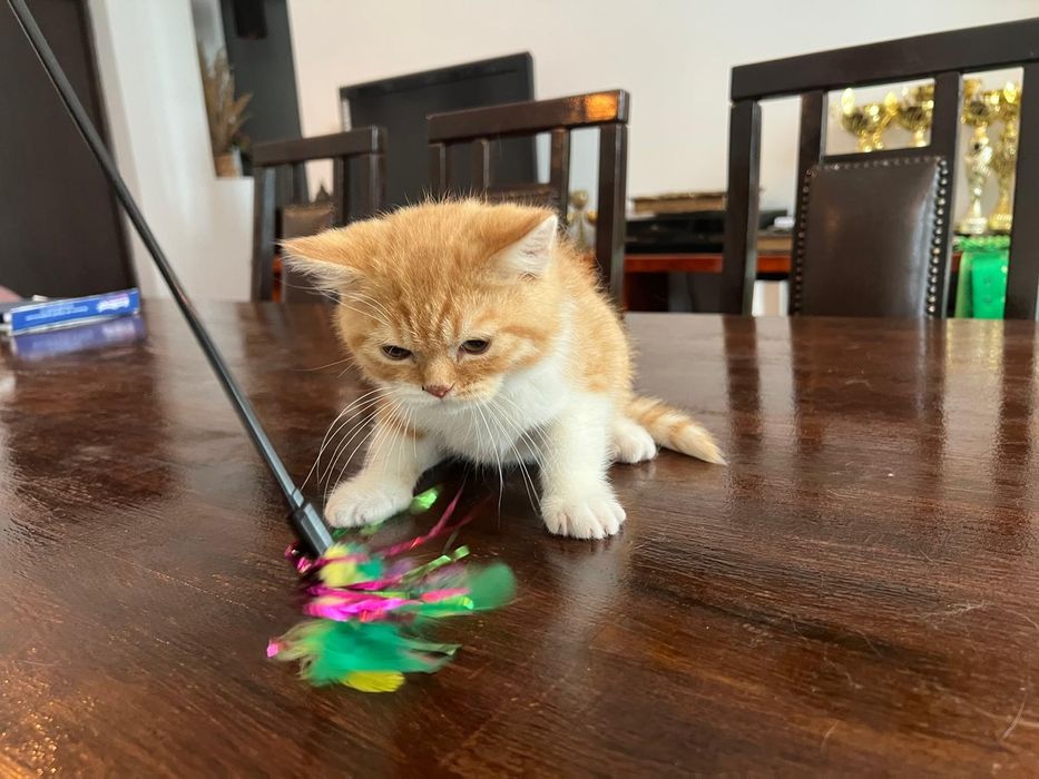 Pisicuț British Shorthair