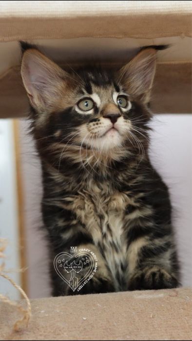 Мейн Куун (Maine Coon)