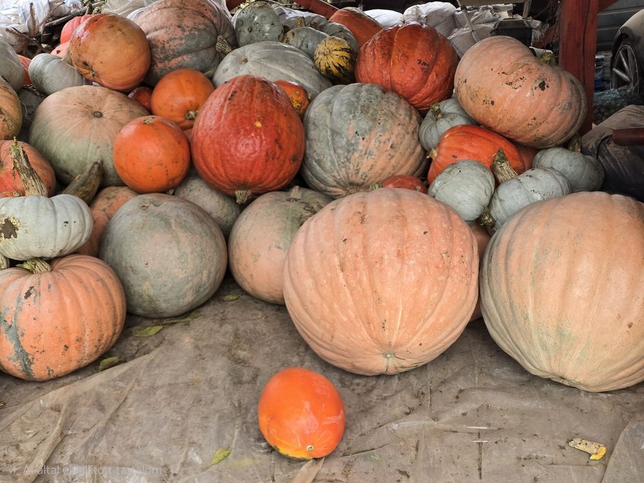 Vand Dovleci de copt sau de animale