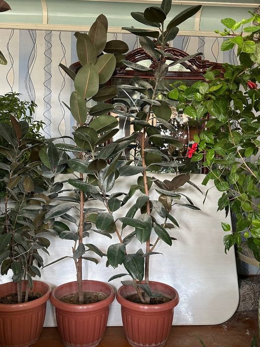 Уй гуллари сотилвди