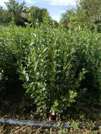 Лигуструм зелен (Ligustrum Ovalifolium)на гол корен