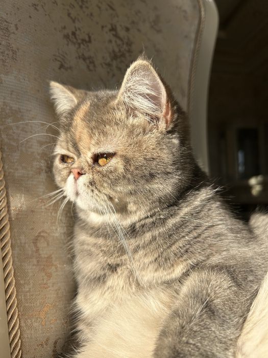 Ekzot qiz bola mushuk