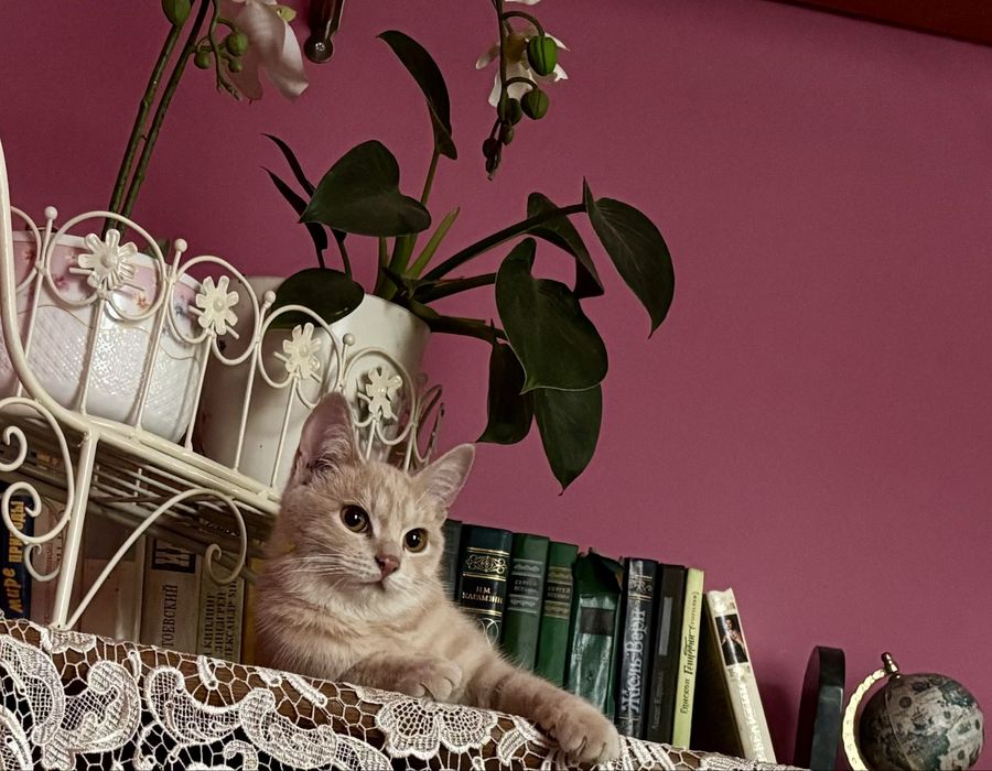 Отдам котенка в хорошие руки! Каскелен.