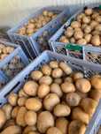 Продам картофель