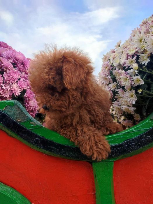 Пудел Той/Poodle Toy