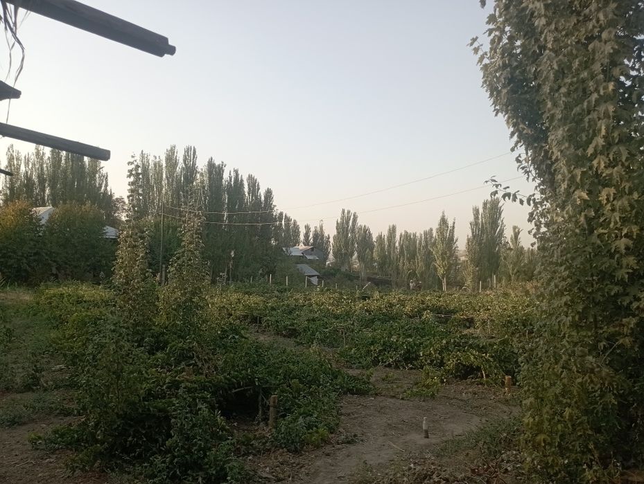 Yer, uchaska sotiladi,gaz,suv,svet,oqava,suv,maktab,bozor hammasi bor