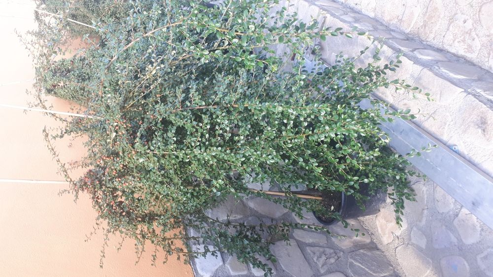 Tuia plante ornamentale