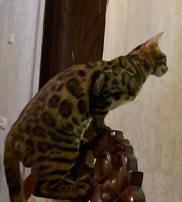 Продам котенка бенгальской пароды. Договорная цена