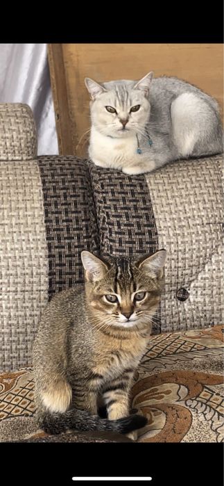 Котенок полукровний(британская шиншилла) 2,5 месяца