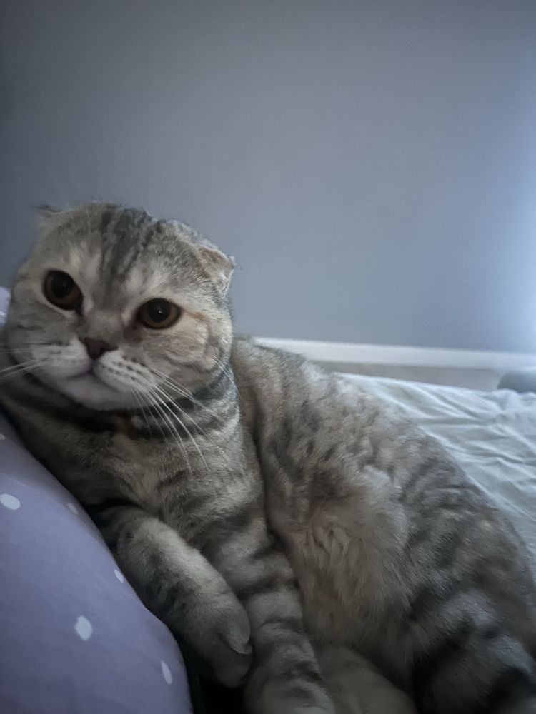 Отдам  шотландсткую вислоухую кошку