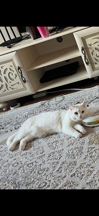 Отдам кошку в добрые руки