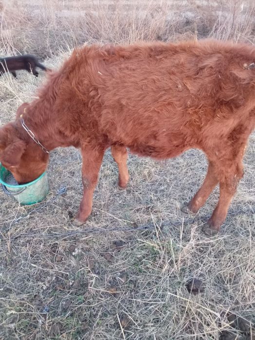 Продам бычка 5 месяцев