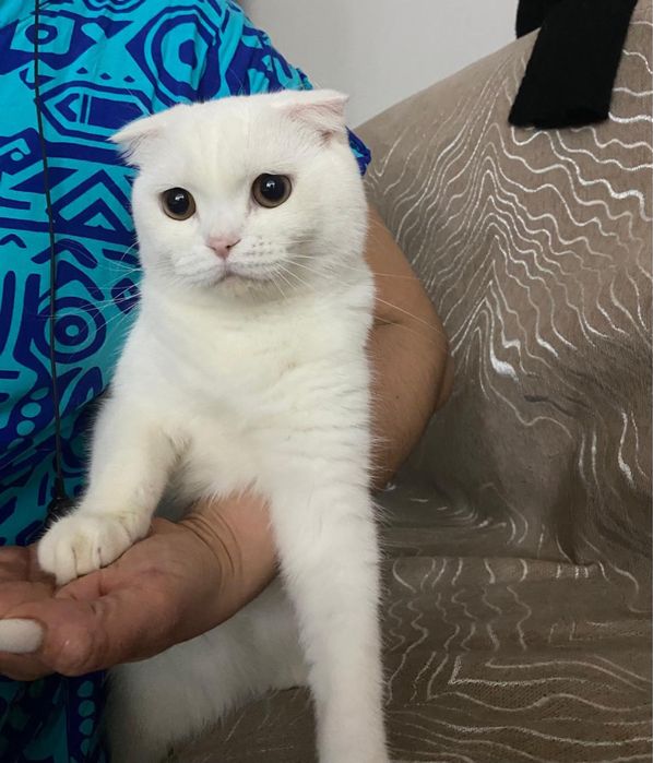 Животные.  Котенок.