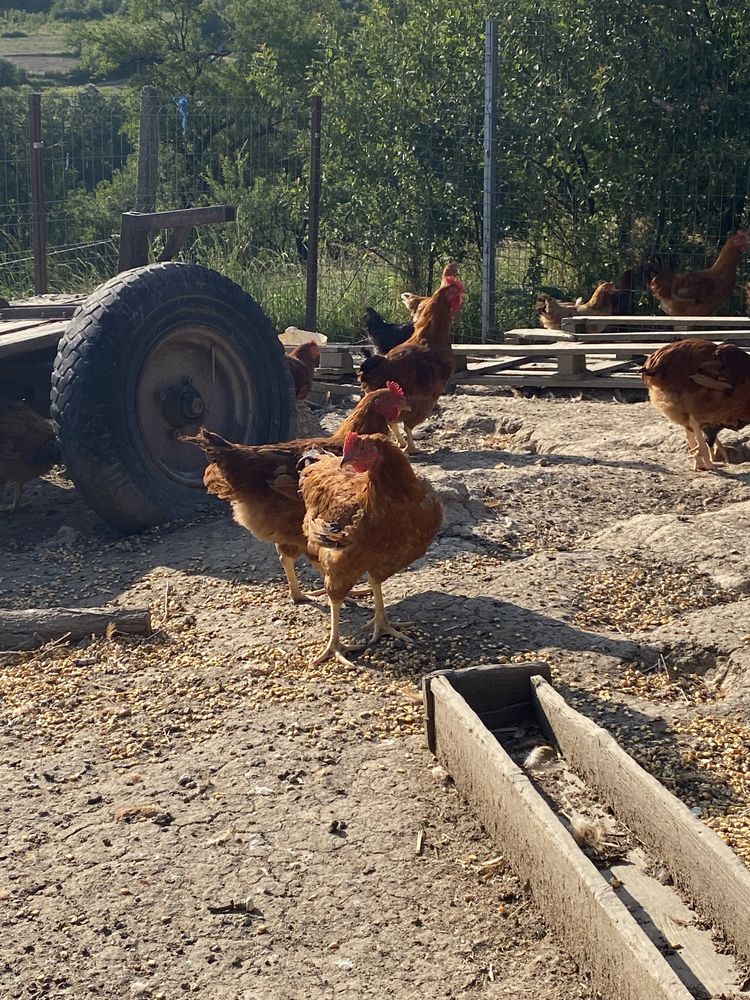 Cocoși de vanzare