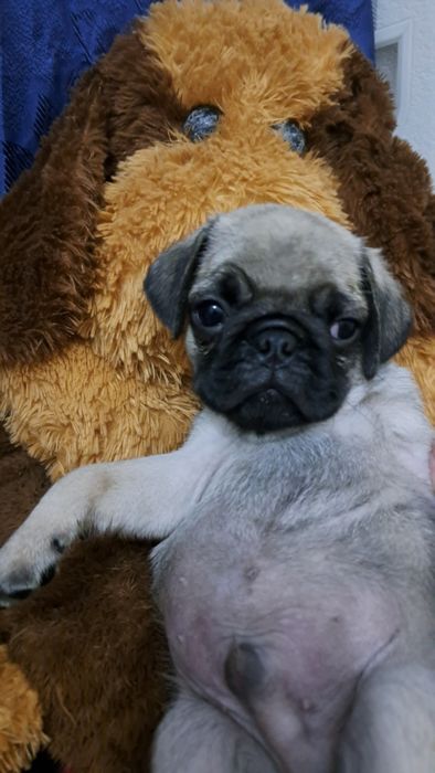 Продаю клубных щенков мопсят